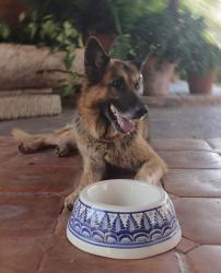 mexican-pottery-hand-thrown-majolica-hand-made-mexico-dog-bowl-blue-talavera